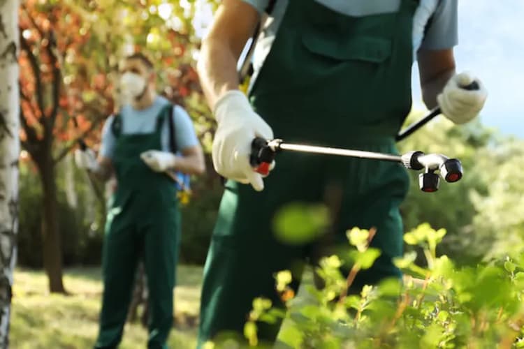 A pest control worker spraying outside