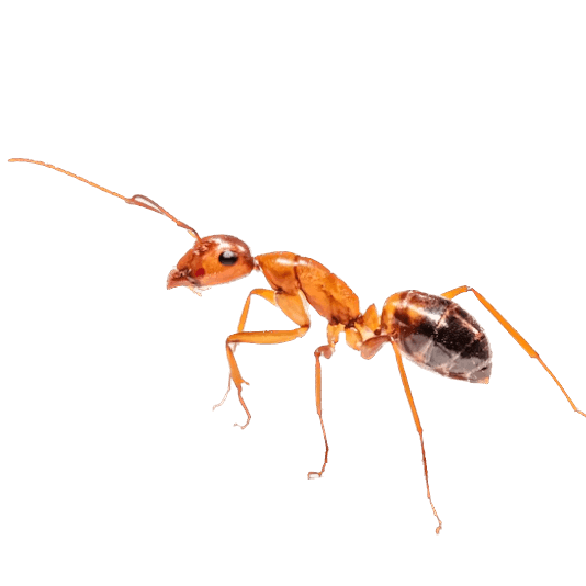 Red's Pest Control Premium Pest Control in Cookeville, TN