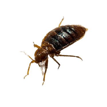 Bed Bugs