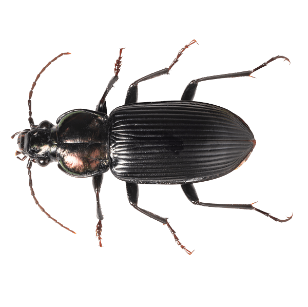 Beetles