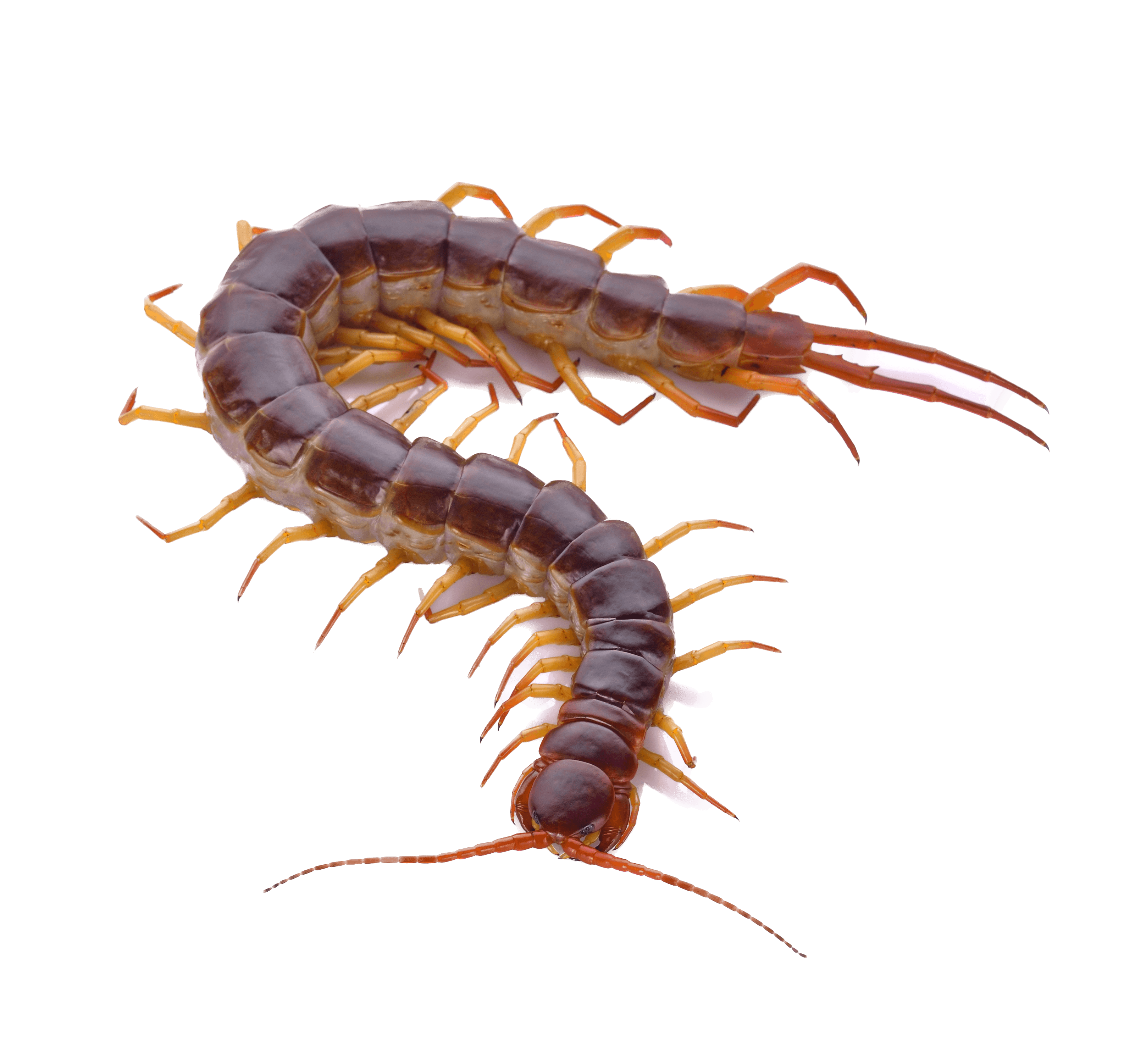Centipedes