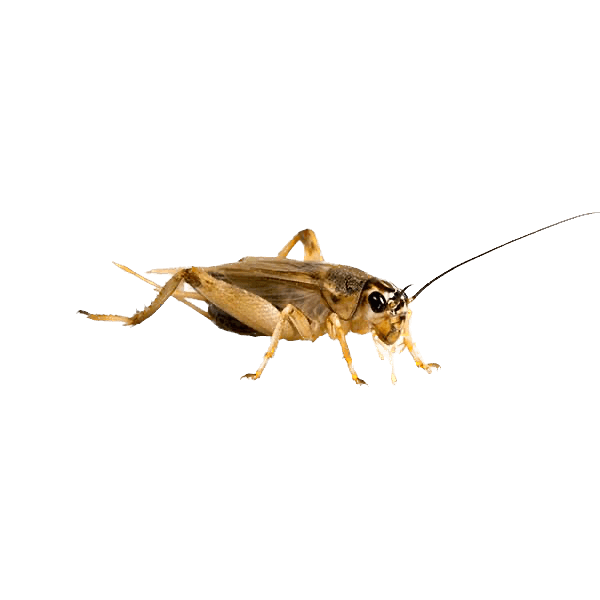 Crickets