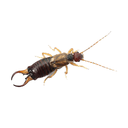 Earwigs