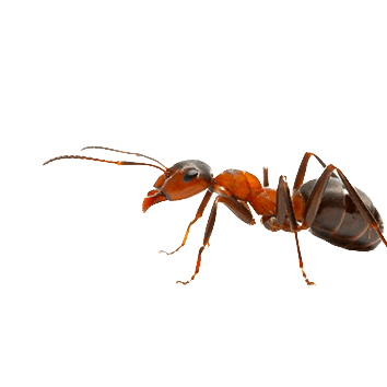 Fire Ants