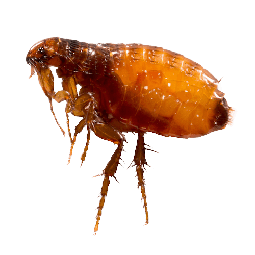 Fleas & Ticks