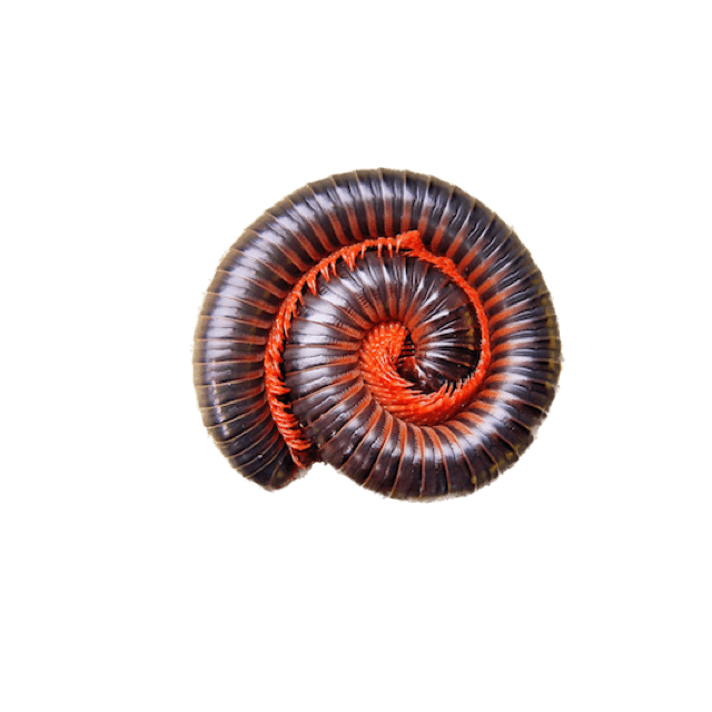 Millipedes