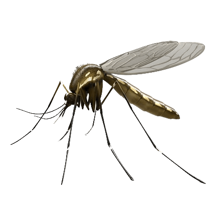 Mosquitoes
