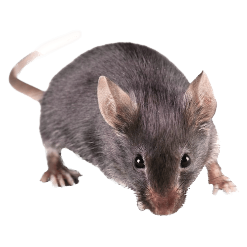 Mice & Rats