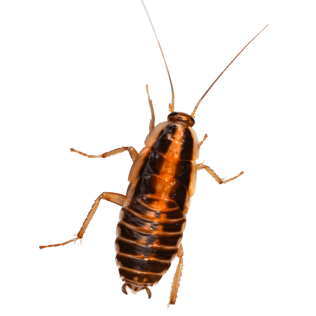 Roaches