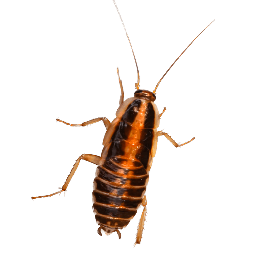 Red's Pest Control Premium Pest Control in Cookeville, TN