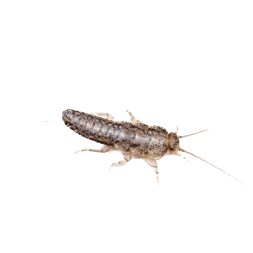 Silverfish
