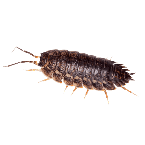 Sowbugs