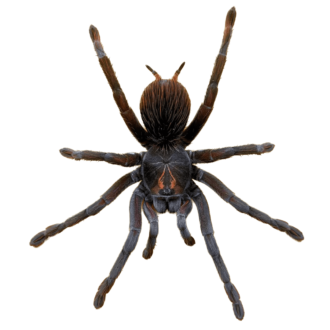 Red's Pest Control Premium Pest Control in Cookeville, TN