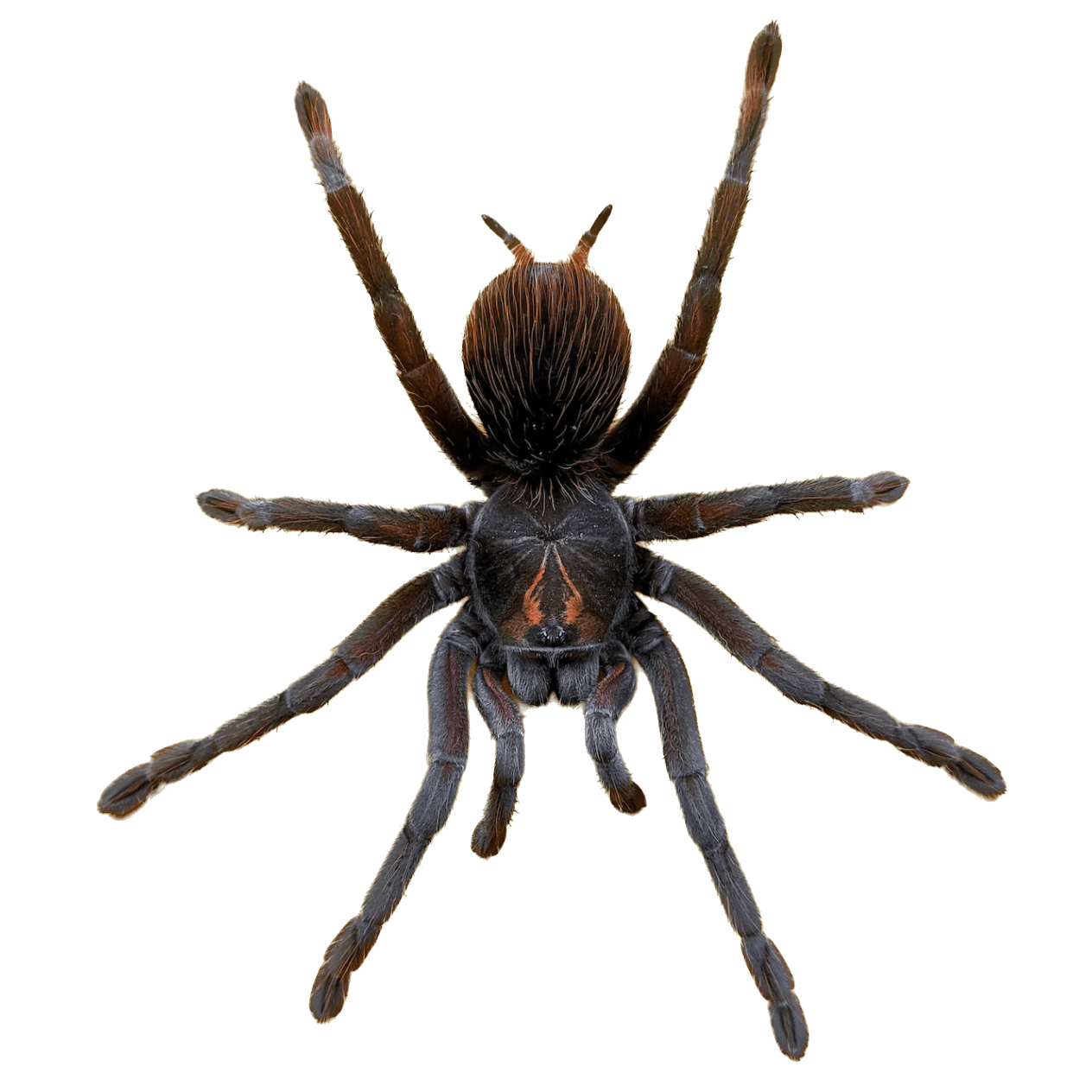 Spiders