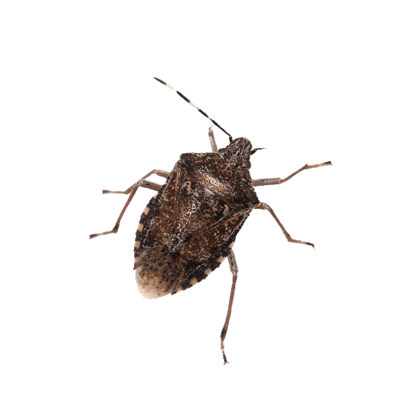 Stink Bugs