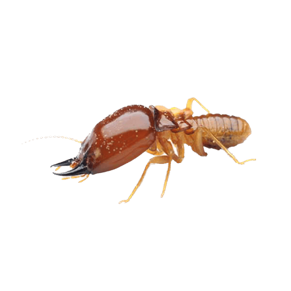 Termites