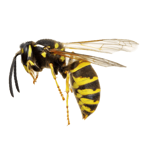 Wasps & Hornets
